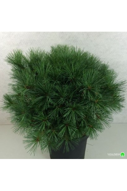 Сосна Веймутова Бергманс Міні хвоя